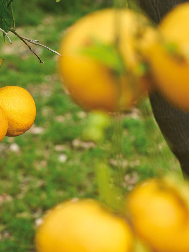 Limones en un árbol, simbolizando frescura natural y prácticas sostenibles en la producción.
