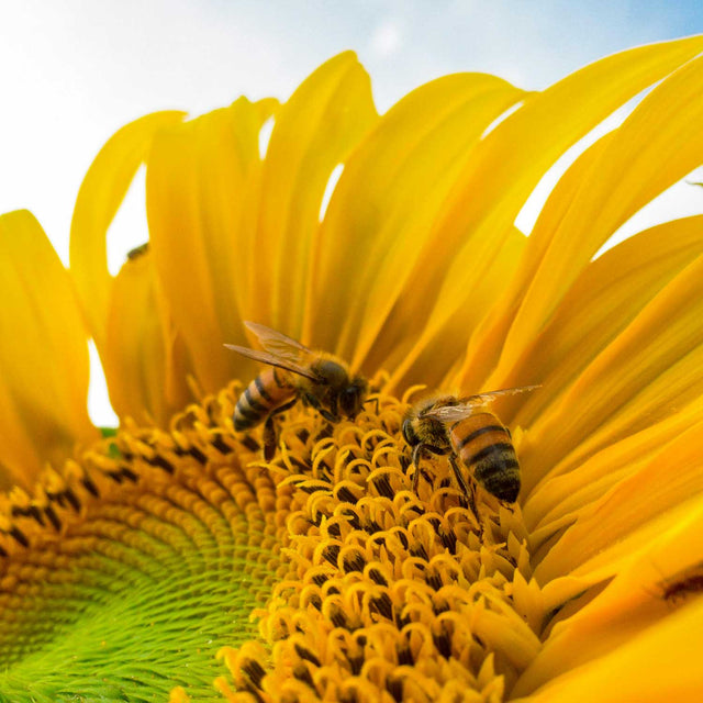 Los secretos de la colmena: propiedades y beneficios para tu salud