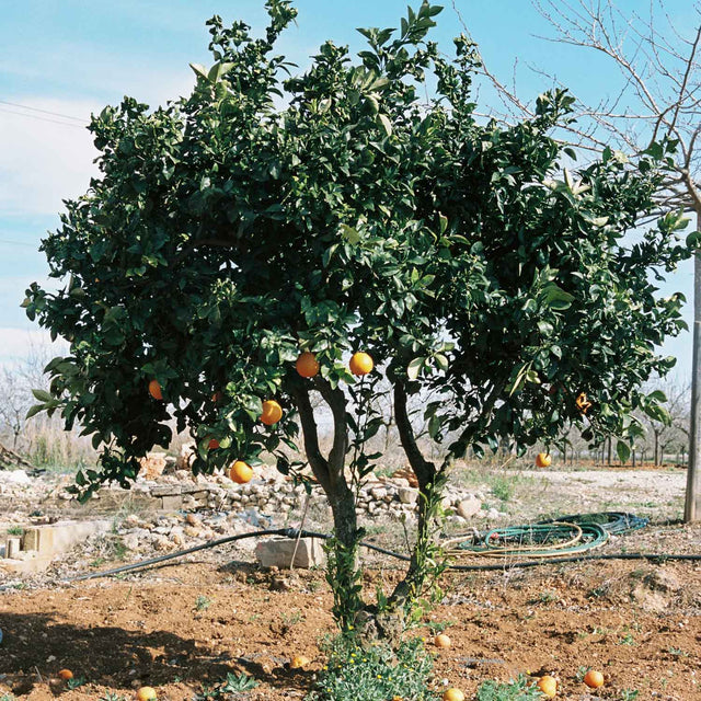 Árbol de naranjas en un campo, mostrando la conexión con la naturaleza y el cultivo sostenible